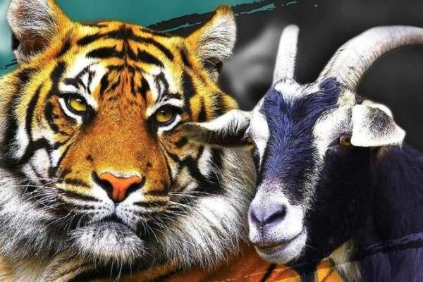 属羊跟属虎的婚配怎么样_属羊与属虎婚配解析性格互补还是冲突不断 属羊跟属虎的婚配怎么样_属羊与属虎婚配解析性格互补还是冲突不断