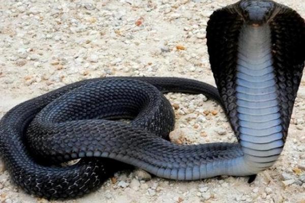 梦见蛇好不好 梦见蛇好不好