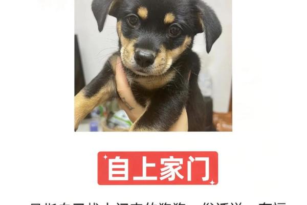 70年属狗女今天财运_70年属狗女今天财运怎么打麻将 70年属狗女今天财运_70年属狗女今天财运怎么打麻将