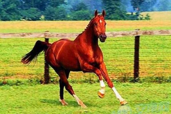 1990年属马的今年多大_90年属马2025年多大 1990年属马的今年多大_90年属马2025年多大