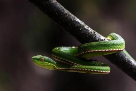 梦见地上好多蛇