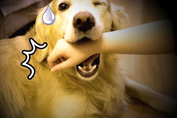 梦见打死狗 梦见打死狗