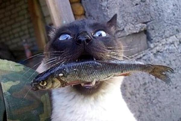 梦见猫吃鱼 梦见猫吃鱼