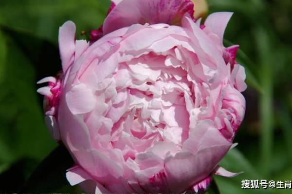 情不自禁是什么生肖(情不自禁是什么生肖解答科学落实) 情不自禁是什么生肖(情不自禁是什么生肖解答科学落实)