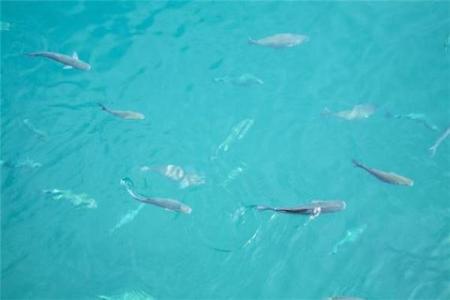 女人梦到鱼下崽什么预兆