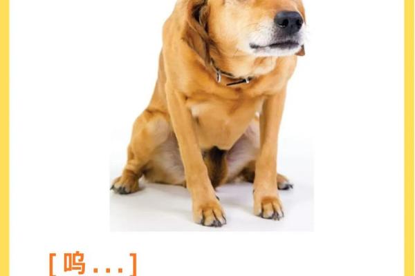 梦见狗说话