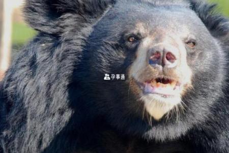 男人梦见熊是什么预兆