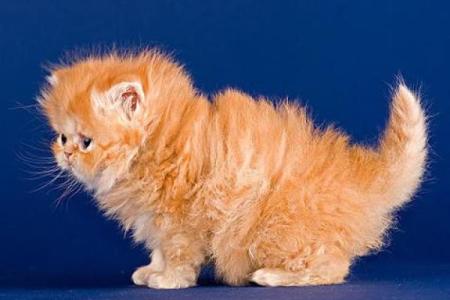 梦见被猫咬是什么意思 周公解梦