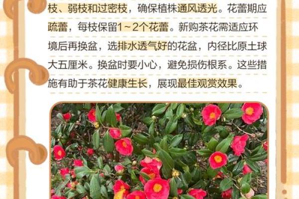 种茶花的风水