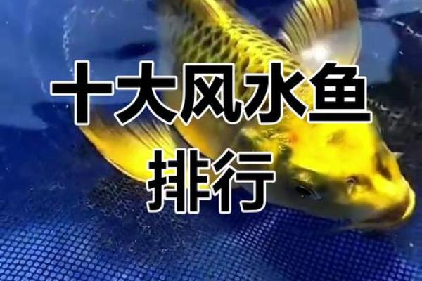 二楼养鱼风水 二楼养鱼风水