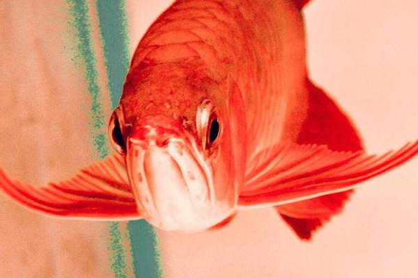 办公室养鱼风水也有讲究 不注意的话就犯了大忌 办公室养鱼风水也有讲究 不注意的话就犯了大忌