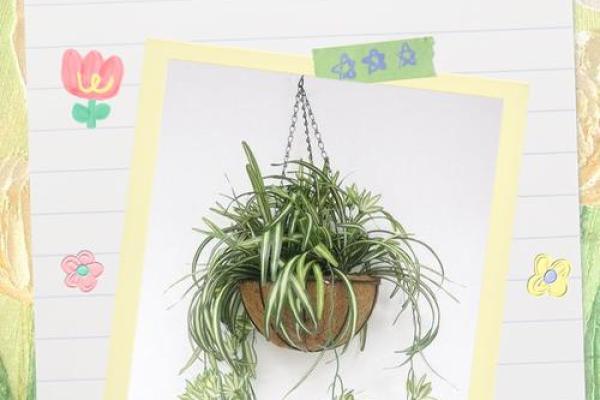 客厅植物摆放风水也有讲究 这些你都了解吗 客厅植物摆放风水也有讲究 这些你都了解吗