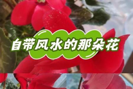 假花影响风水真的吗有哪些说法