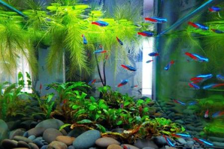 在家养什么鱼风水好？