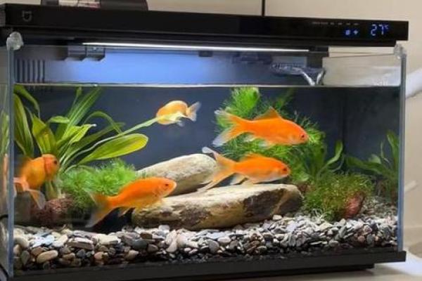 家里鱼缸风水 家里鱼缸风水