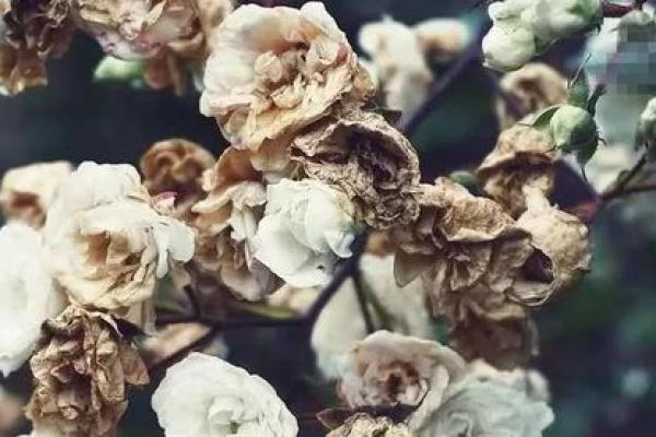 家有异相不可大意，风水在报警