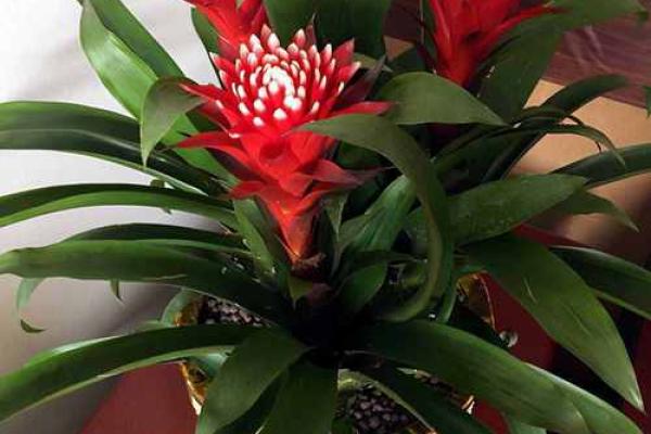 风水摆设_办公室摆放哪些东西旺运