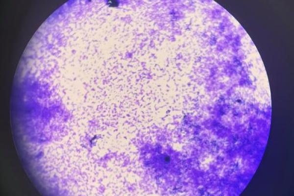 紫薇斗数实验 紫薇斗数实验