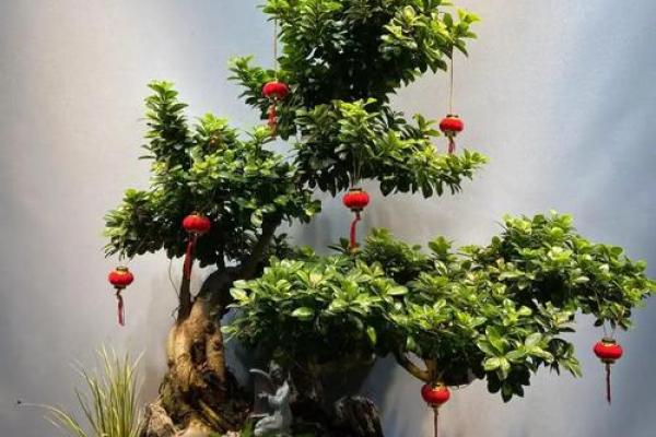 盆景风水_家里摆放什么盆景更好 盆景风水_家里摆放什么盆景更好