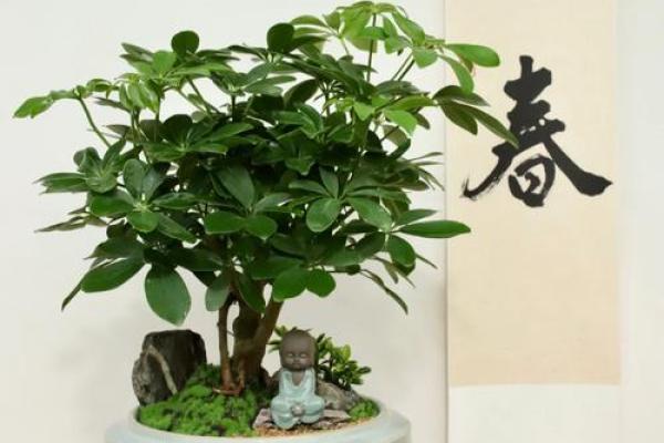 盆景风水_家里摆放什么盆景更好 盆景风水_家里摆放什么盆景更好