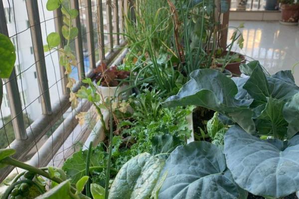 房子周围种菜有风水讲究吗 房子周围种菜有风水讲究吗