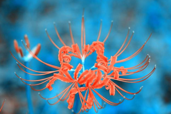 灵签占卜这几天惊喜是什么 灵签占卜这几天惊喜是什么