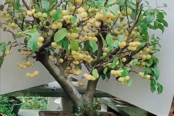 在家里种植哪些果树能符合风水规律 在家里种植哪些果树能符合风水规律