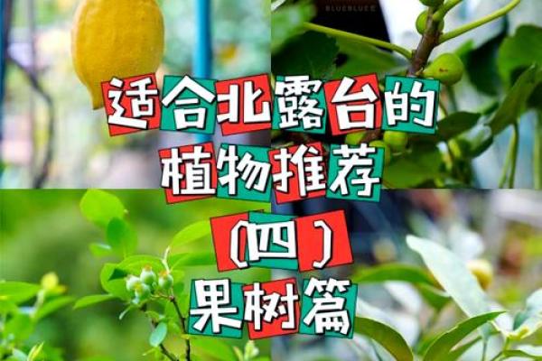 在家里种植哪些果树能符合风水规律 在家里种植哪些果树能符合风水规律