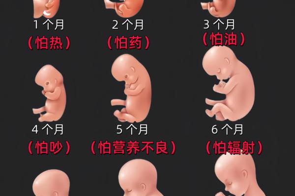 什么八字女命生多胞胎儿子