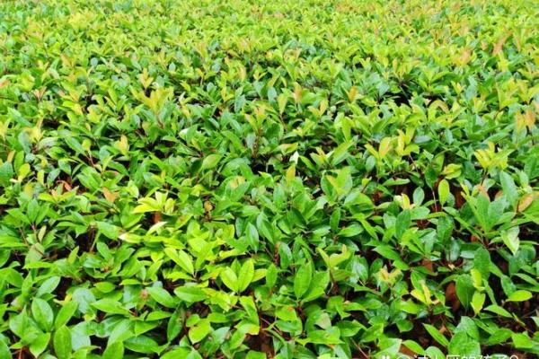 风水六月六回娘家有什么说法讲究