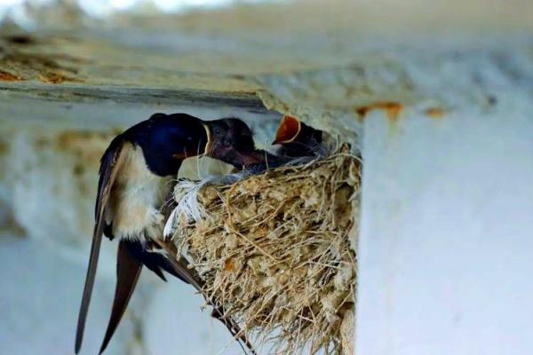 专挑富贵人家筑巢,燕子看风水 专挑富贵人家筑巢,燕子看风水