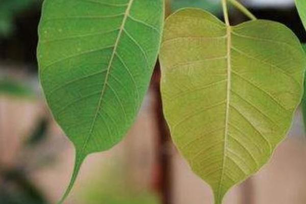 神准测试--趋利避害！最近有祸事吗？