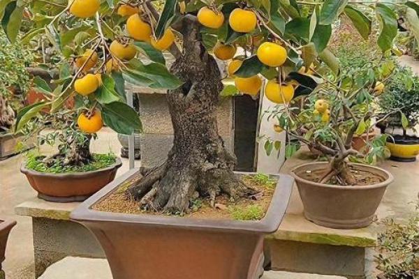 风水：家里摆的柿子，有何玄机