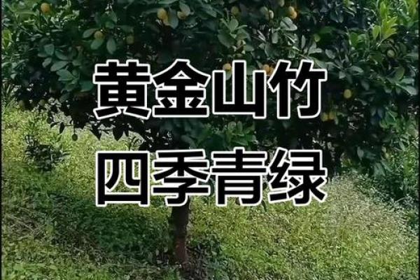 家庭风水家里种黄金竹好吗招财聚宝