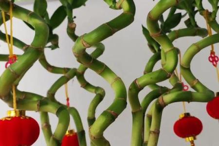 家庭风水家里种黄金竹好吗招财聚宝