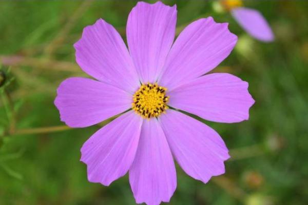 八字命理：虹桥一姐走红且看前程如何