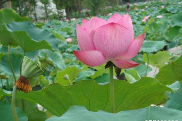 神准测试-十一长假后，你的事业会步步高升吗？