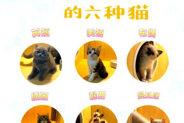 什么房子养猫更好风水好的