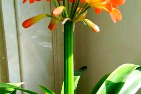 需重视风水十大吉祥花忌讳禁忌 需重视风水十大吉祥花忌讳禁忌