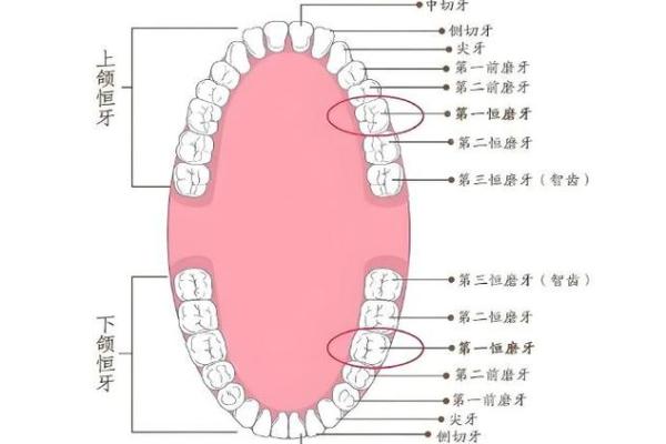 牙齿数量算命,牙齿算命图解 牙齿数量算命,牙齿算命图解
