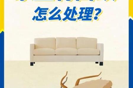 家里有蚂蚁风水上预示什么