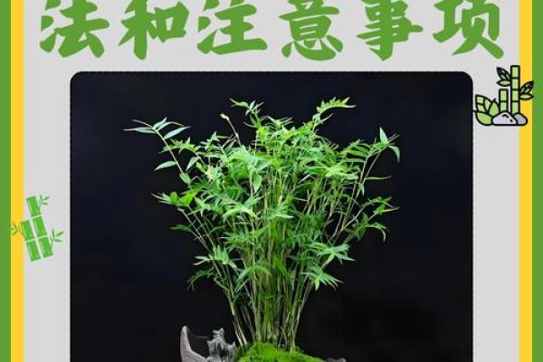 平安竹的风水作用 平安竹的风水作用