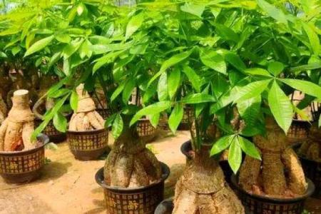 住宅树木风水布局