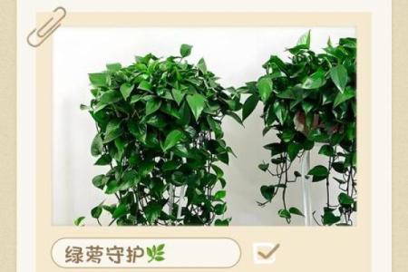 绿萝风水好吗