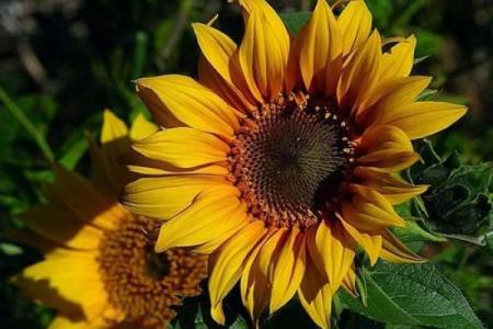 佛滔算命解梦,周公解梦之佛滔解梦网