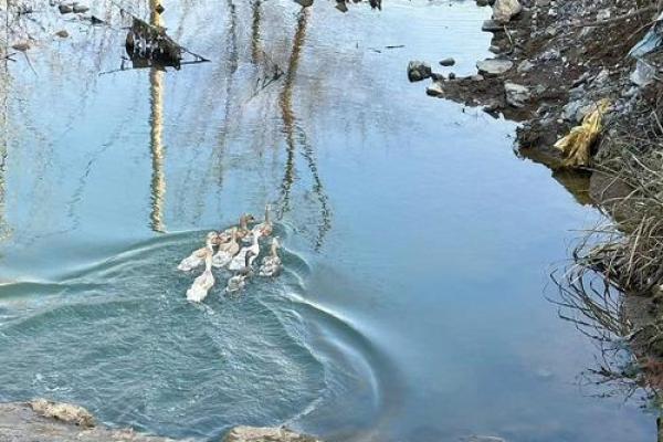 风水房子右边养鸭子好吗