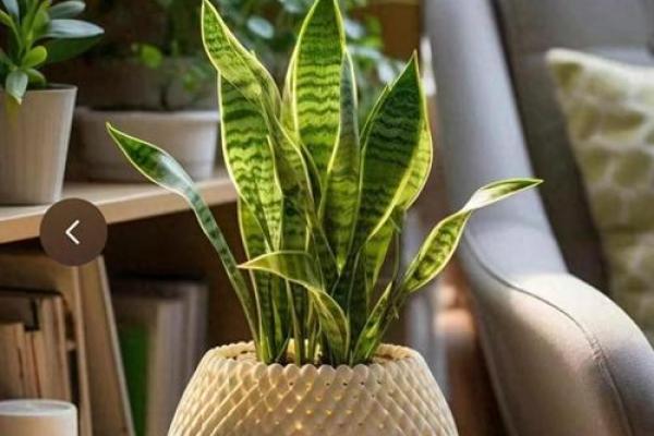 关于家庭适合养什么花对风水好 关于家庭适合养什么花对风水好