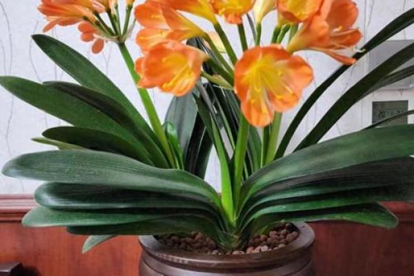 关于家庭适合养什么花对风水好 关于家庭适合养什么花对风水好