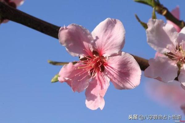 八字咸池 八字咸池