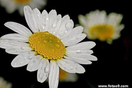 梦见算命说我月底会死去